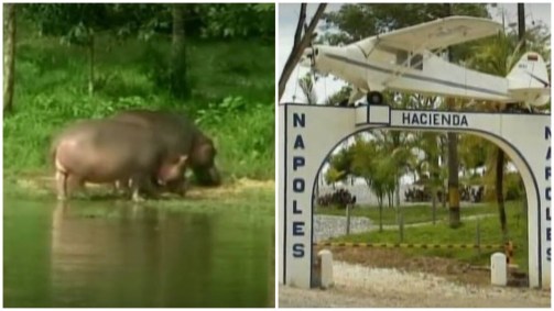 Hopopótamos de Pablo Escobar