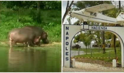 Hopopótamos de Pablo Escobar