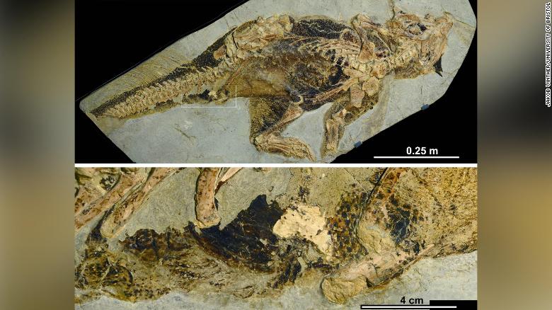 Fóssil de Psicottacosaurus