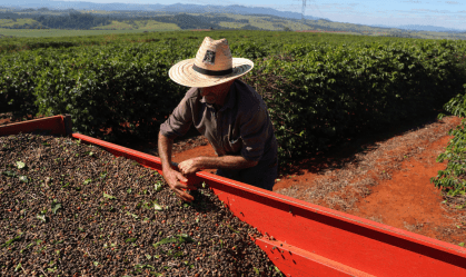 Trabalhador com café colhido de uma plantação em São João da Boa Vista