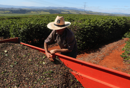 Trabalhador com café colhido de uma plantação em São João da Boa Vista