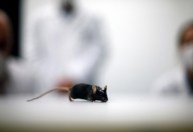 Cientistas alemães fazem camundongo com paralisia andar novamente