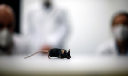 Cientistas alemães fazem camundongo com paralisia andar novamente