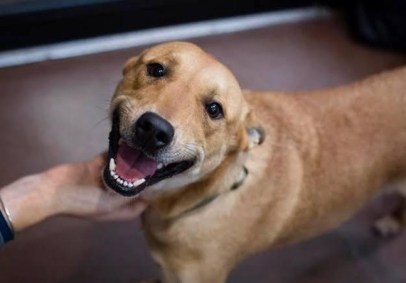 Cachorra Sol foi ameaçada em carta e caso repercutiu nas redes sociais