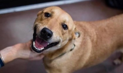 Cachorra Sol foi ameaçada em carta e caso repercutiu nas redes sociais
