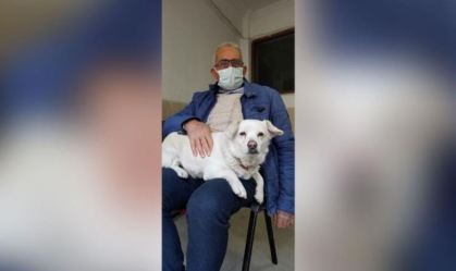Cadela espera 6 dias na porta de hospital enquanto dono se recuperava na Turquia