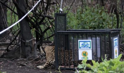 Onça devolvida à natureza no Pantanal