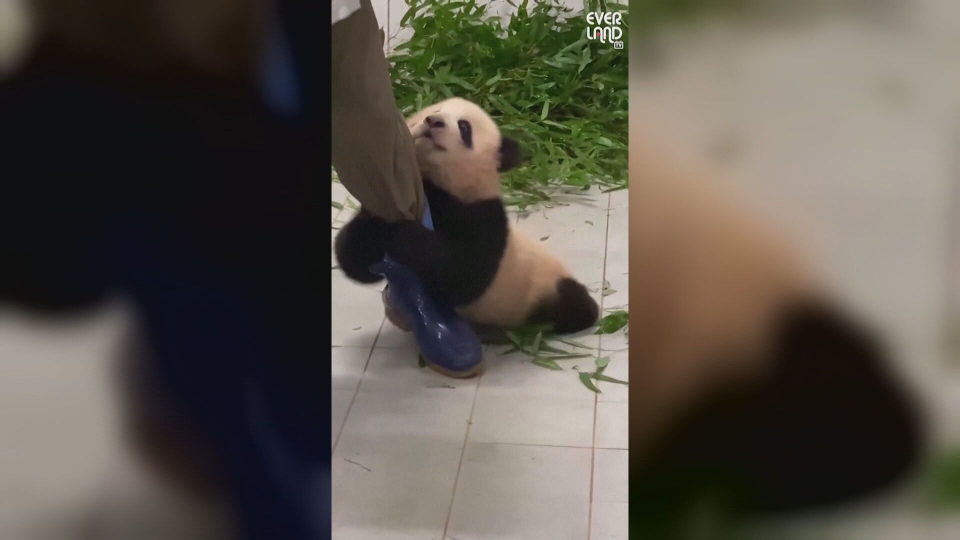 Filhote de panda esbanjou fofura