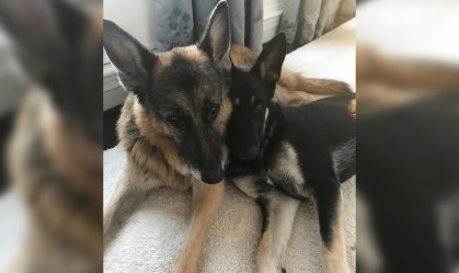 Champ e Major, cachorros da família Biden, se mudam para a Casa Branca