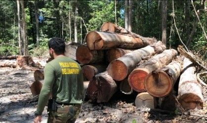 Amazônia: PF combate desmatamento em área 3 vezes maior que Fernando de Noronha