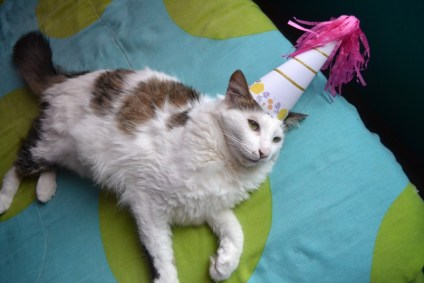 Imagem de um gato com chapéu de festa