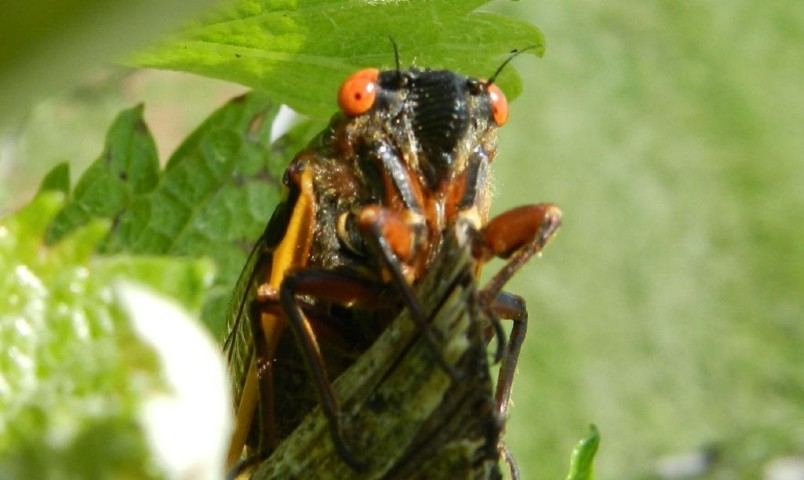 Cigarras dominarão o céu dos Estados Unidos