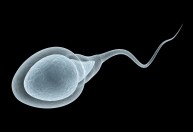 Estudo vê risco à fertilidade masculina após Covid-19; cientista pede cautela