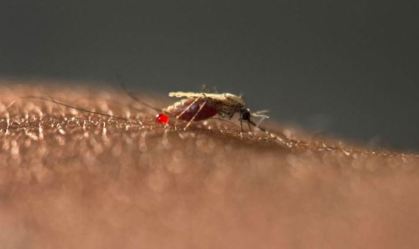 Novo mosquito da malária invade cidades africanas e gera alerta entre cientistas