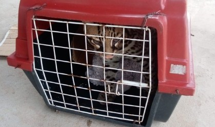 Paraense descobre que seu gatinho desaparecido era, na verdade, uma jaguatirica