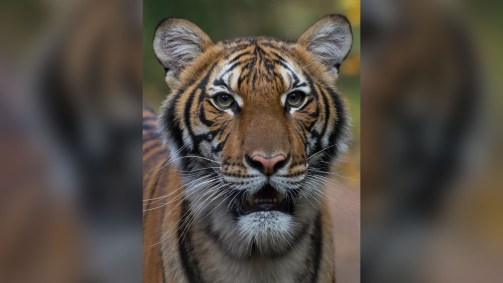 Tigresa Nadia testou positivo para coronavírus