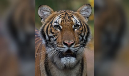 Tigresa testa positivo para coronavírus em zoológico de Nova York