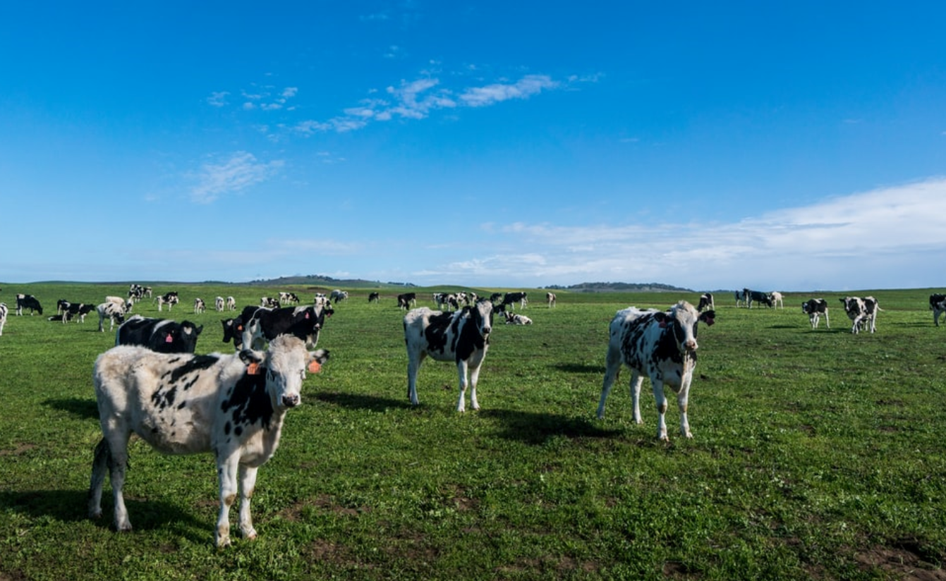 Vacas em fazenda 