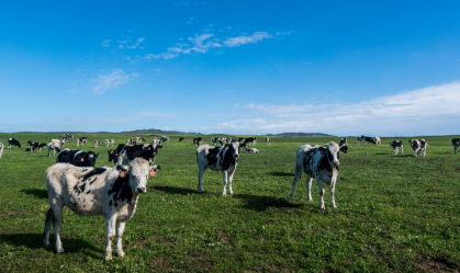 Vacas em fazenda 