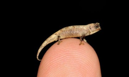 Brookesia nana, ou “nano-camaleão”