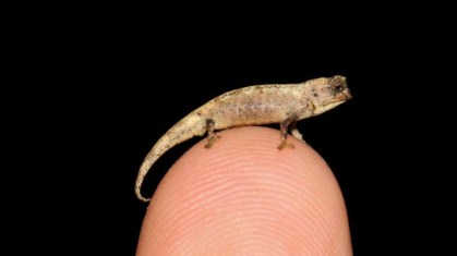 Brookesia nana, ou “nano-camaleão”