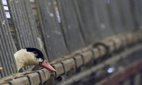 Aves serão abatidas para evitar a proliferação da doença