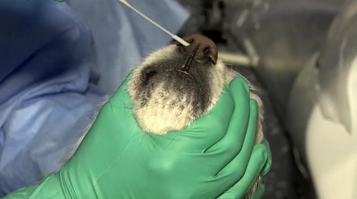 Coreia do Sul inicia testes da Covid-19 em animais de estimação