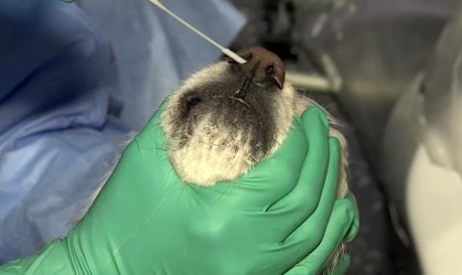 Coreia do Sul inicia testes da Covid-19 em animais de estimação