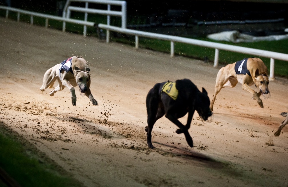 Cachorros de corrida