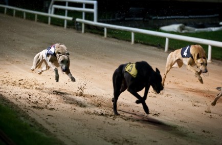 Cachorros de corrida
