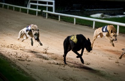 Cachorros de corrida