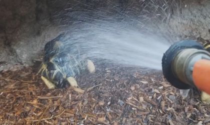 Cágado faz sucesso nas redes sociais enquanto dança durante o banho