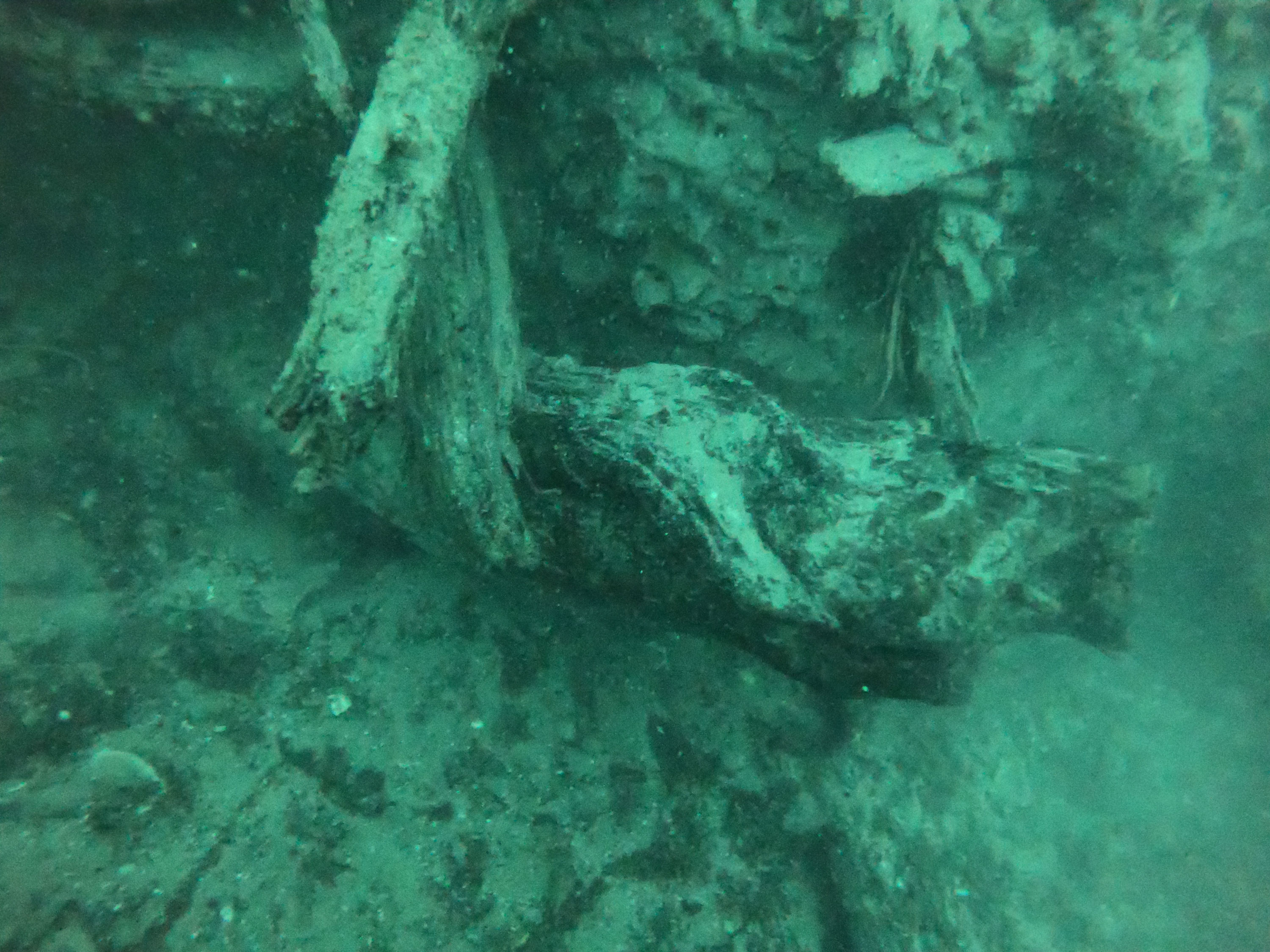 Cientistas descobrem floresta submersa de 60 mil anos