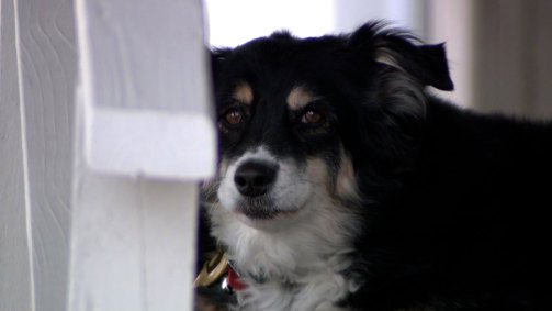Lulu, uma border collie de 8 anos, herdou fundo de US$ 5 milhões para os seus cu
