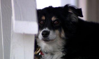 Lulu, uma border collie de 8 anos, herdou fundo de US$ 5 milhões para os seus cu