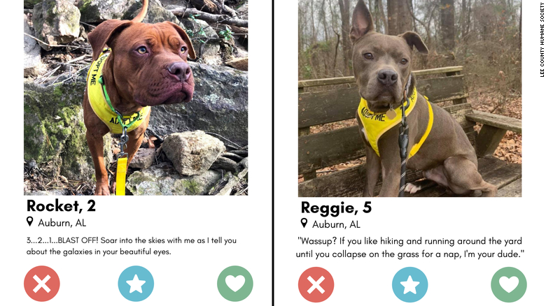 Animais para adoção