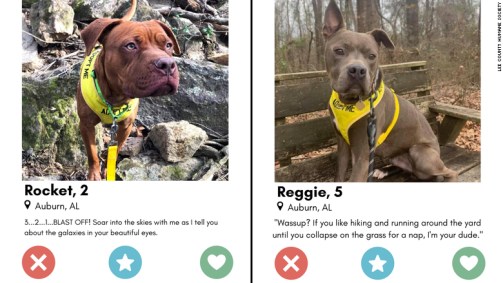 Animais para adoção