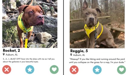 Animais para adoção