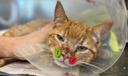 Gato cirurgia