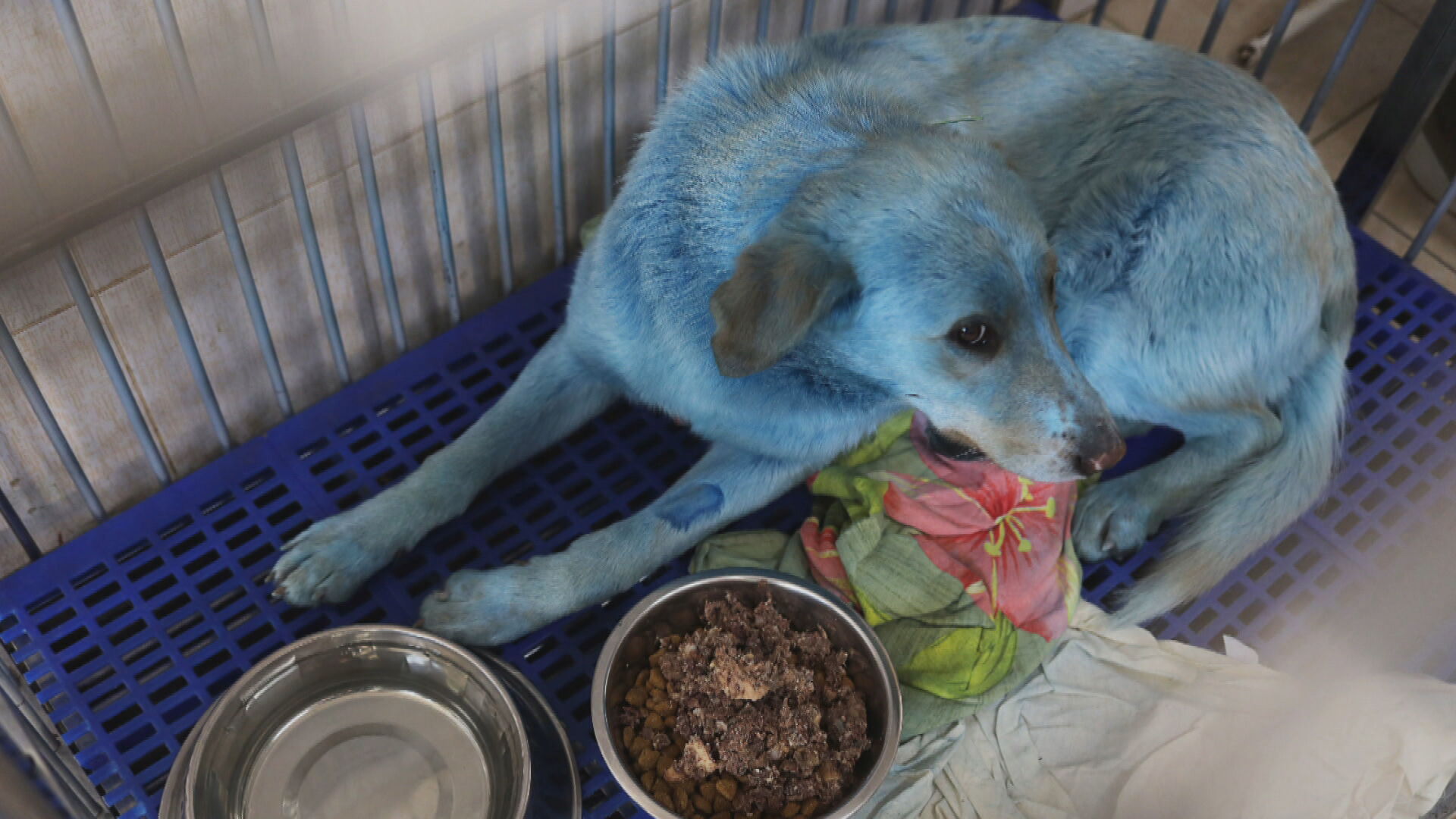 Cachorros com pelos azuis