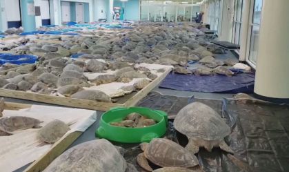 Mais de 4 mil tartarugas são recolhidas em abrigo por causa do frio nos EUA