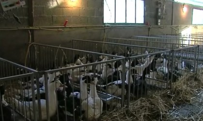 Rússia diz que contaminação ocorreu em uma granja. Imagem ilustrativa