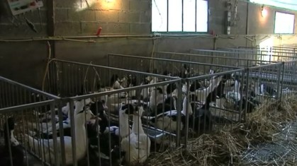 Rússia diz que contaminação ocorreu em uma granja. Imagem ilustrativa
