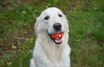 Cachorro com bolinha na boca