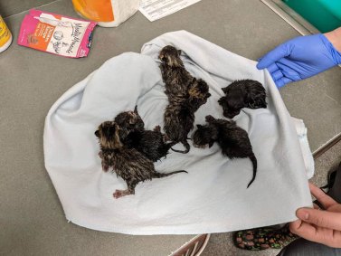Gatos foram encontrados dentro de sacola com um bilhete em Ohio, nos Estados Uni