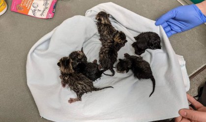 Gatos foram encontrados dentro de sacola com um bilhete em Ohio, nos Estados Uni