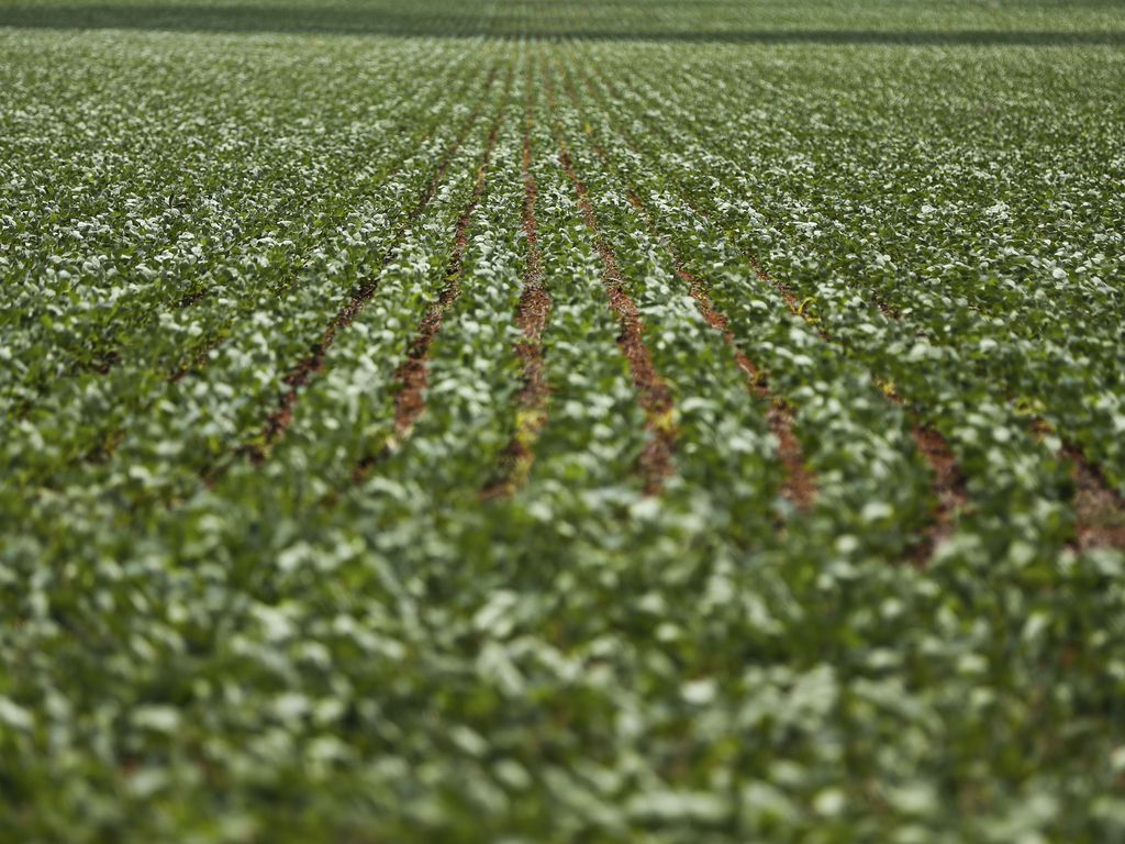 Alto Paraíso de Goiás (GO) - Plantação de soja em área do município de Alto Para