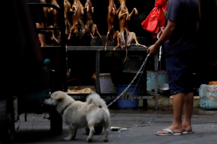 Após surto de coronavírus, cães deixaram de ser animais de consumo na China