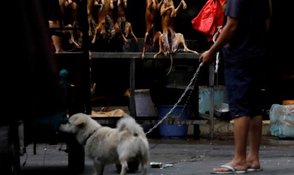 Cães deixam de ser considerados animais para consumo na China
