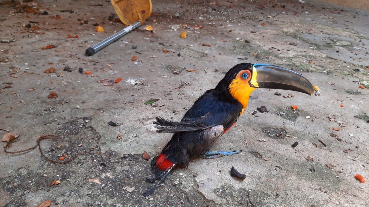 Mais de 1,2 mil animais silvestres vivem no local
